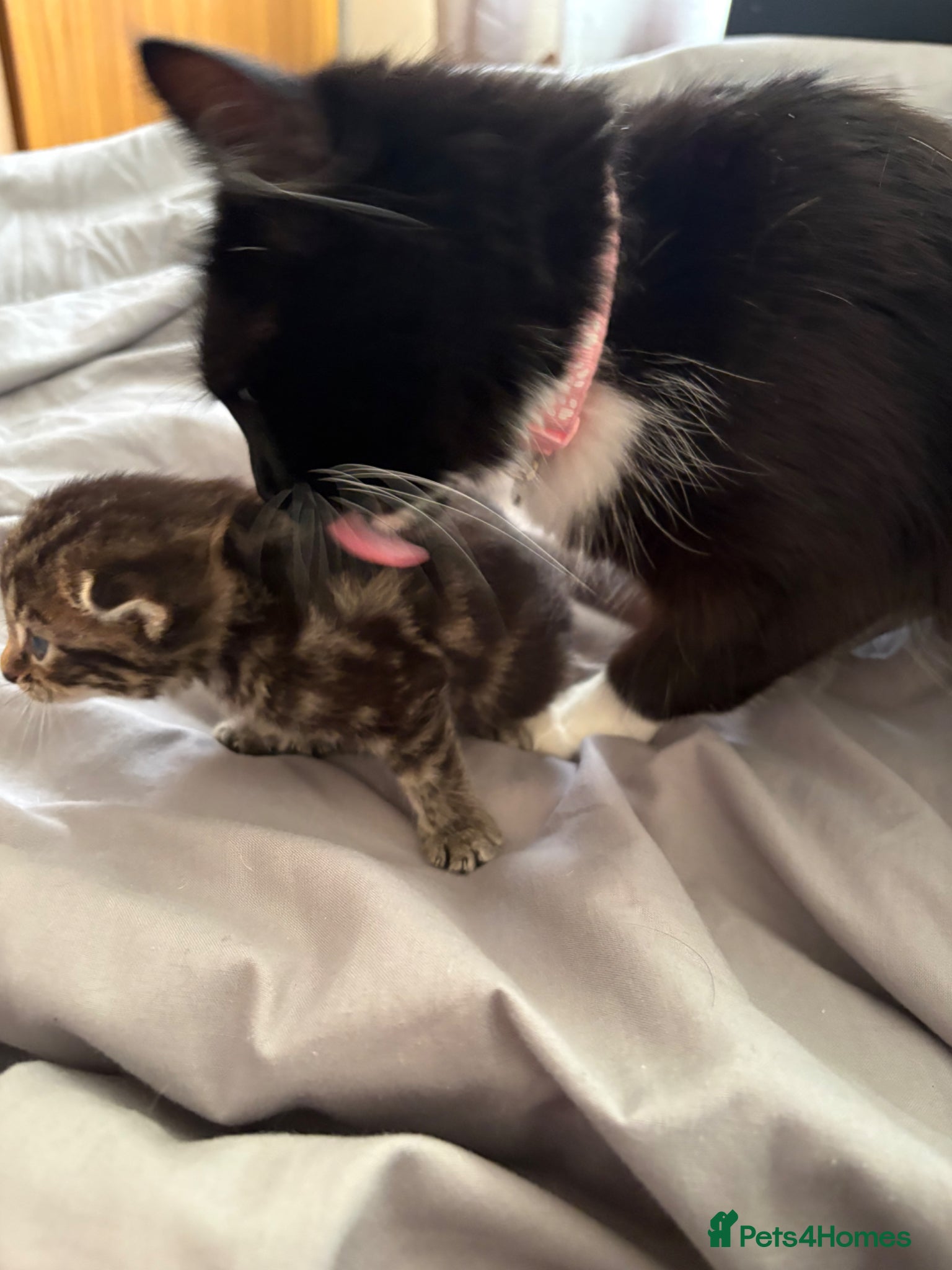 Mixed Breed cats for sale: 2 beautiful female kittens - Advert 1