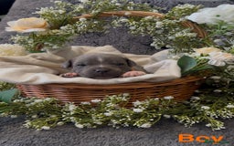 Staffordshire Bull Terrier dogs for sale: Stunning Staff Puppies  - Image 15