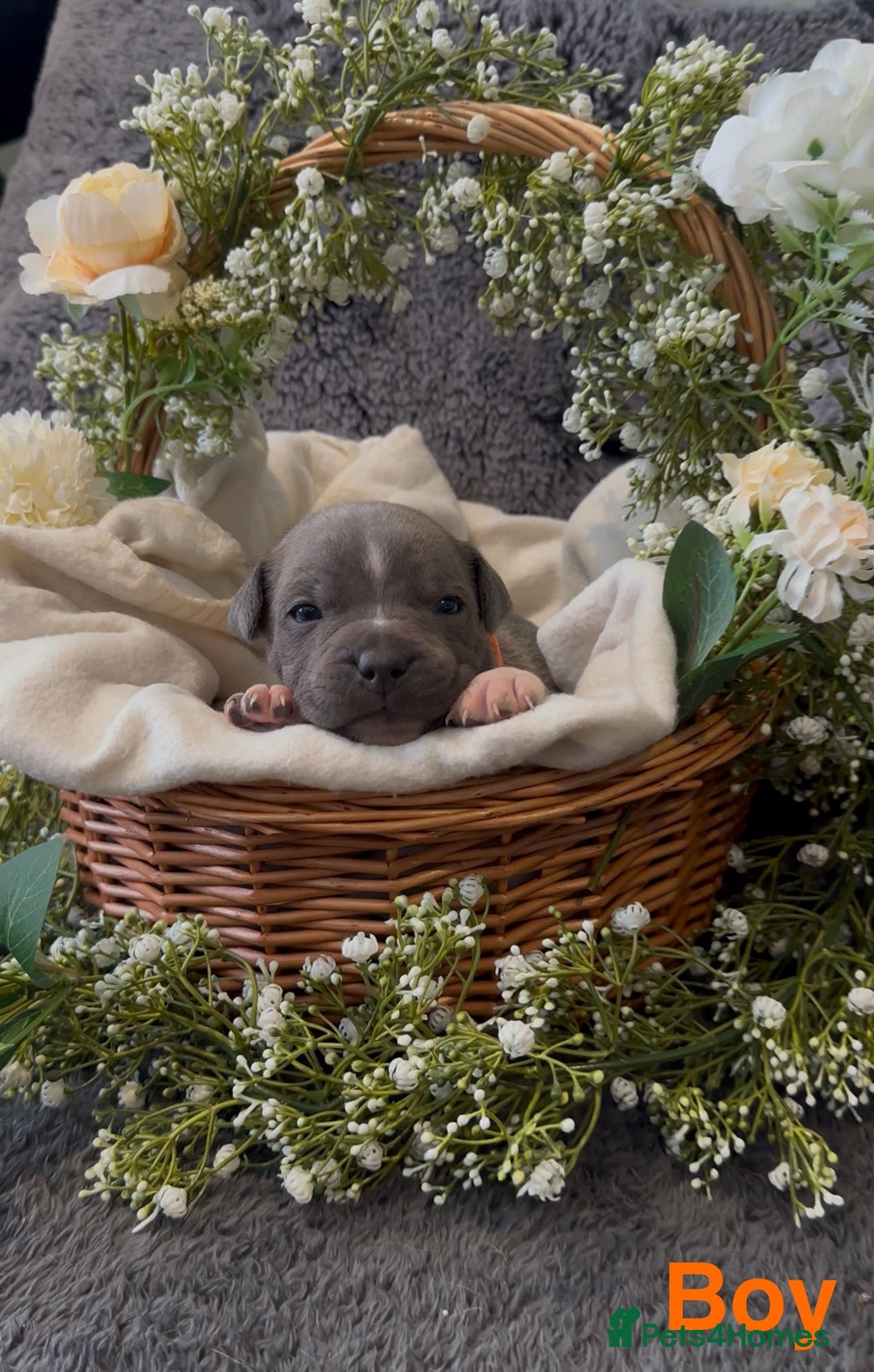 Staffordshire Bull Terrier dogs for sale: Stunning Staff Puppies  - Image 15