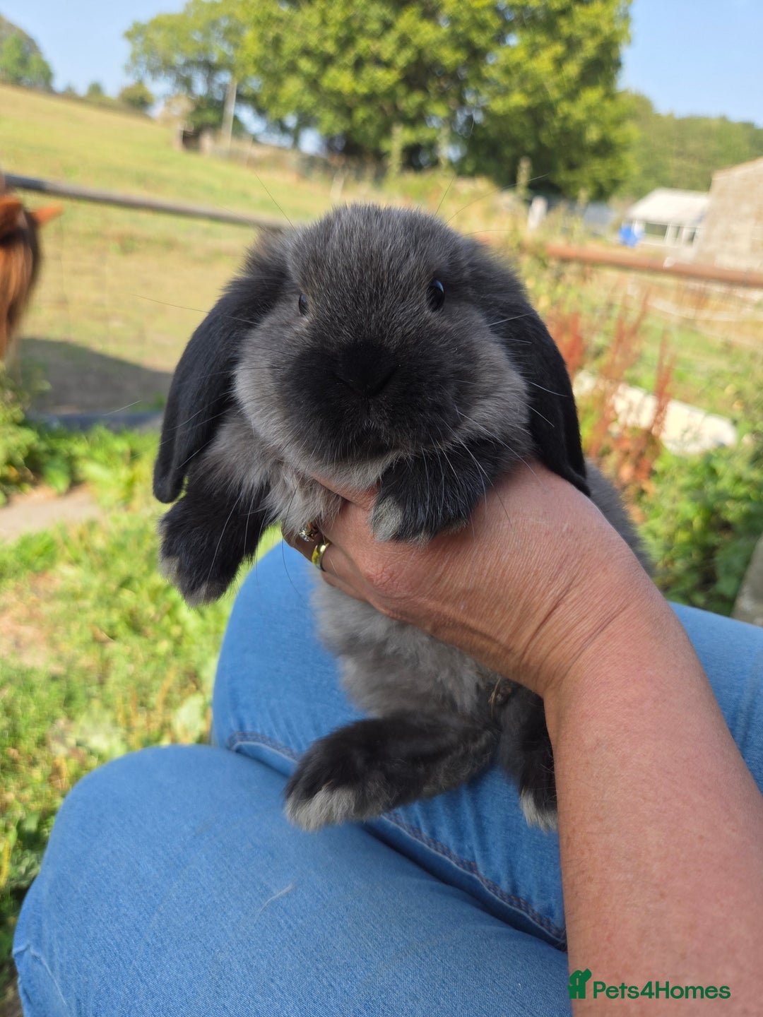 Mini Lop rabbits for sale: Pure bred Mini Lop Bunnies - Image 18