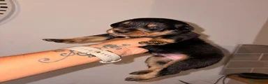 Mixed Breed 1