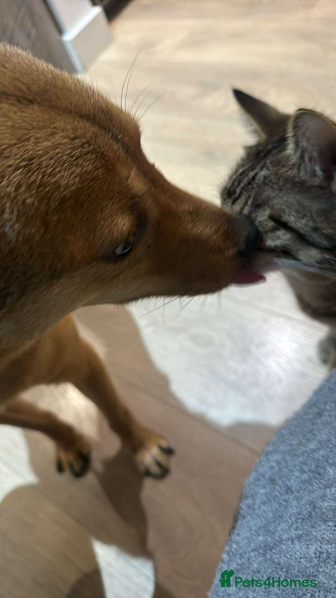 Mixed Breed dogs for adoption: Fajitas for adoption - Advert 7