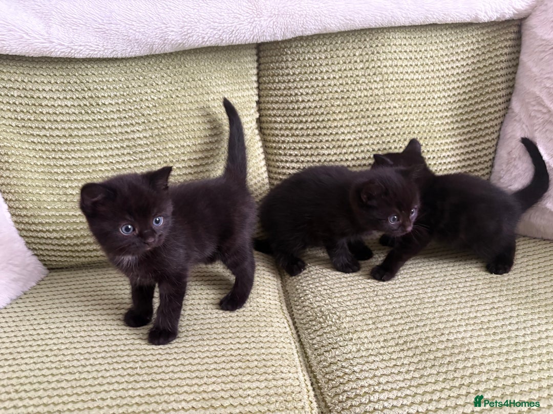 Domestic Shorthair cats for sale: 3 beautiful kittens  - Image 8