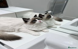 Ragdoll cats for sale: RARE TICA ENTIRE MALE SEAL POINT BICOL CHAMP BLOOD - Image 10