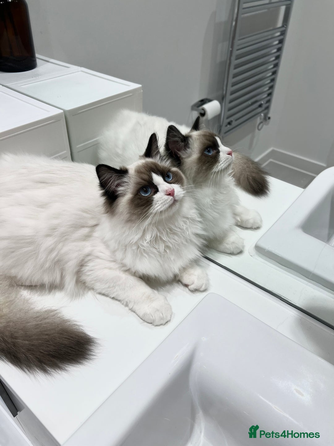 Ragdoll cats for sale: RARE TICA ENTIRE MALE SEAL POINT BICOL CHAMP BLOOD - Image 10