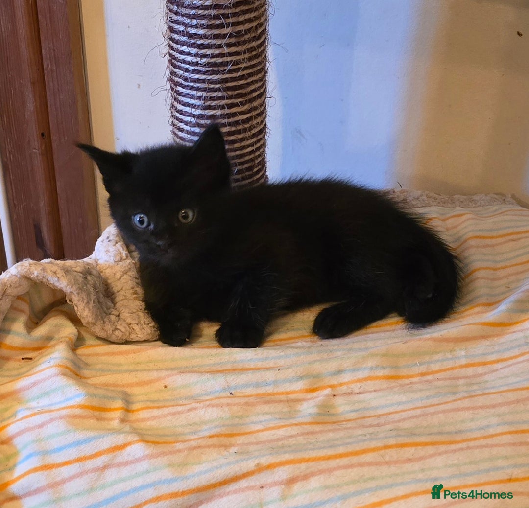 Maine Coon cats for sale: Maine Coon x British Shorthair kittens - Advert 3