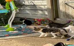 Toybob cats for sale: 3 kittens  - Image 6