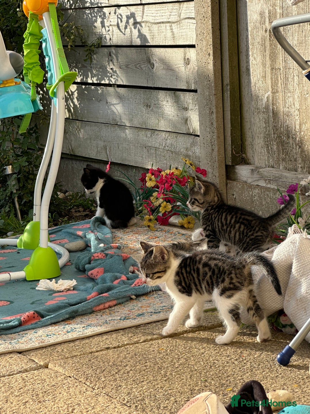 Toybob cats for sale: 3 kittens  - Image 6