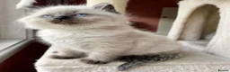 Ragdoll cats for sale: Fluffy Little Treasures Ready to Bring Joy to You in Norwich - Advert 7