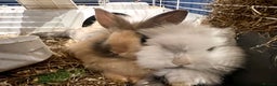 Mini Lion Lop rabbits for sale: Super cute mini lop x lionhead rabbits - Advert 5