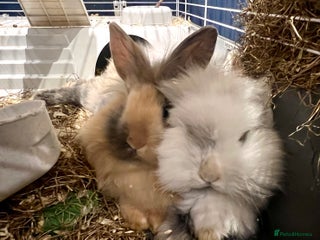 Mini Lion Lop rabbits Super cute mini lop x lionhead rabbits - Advert 7