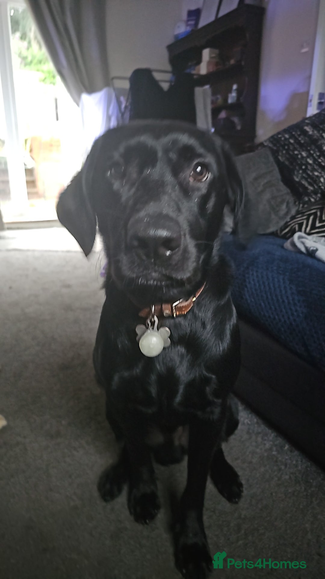 Labrador Retriever dogs for stud: KC Registered working Lab Stud – Proven – Smokie - Advert 12