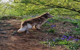 German Shepherd dogs for sale: KC REG GSD PUPPIES FULLY SCORED AND TESTED PARENTS - Image 2