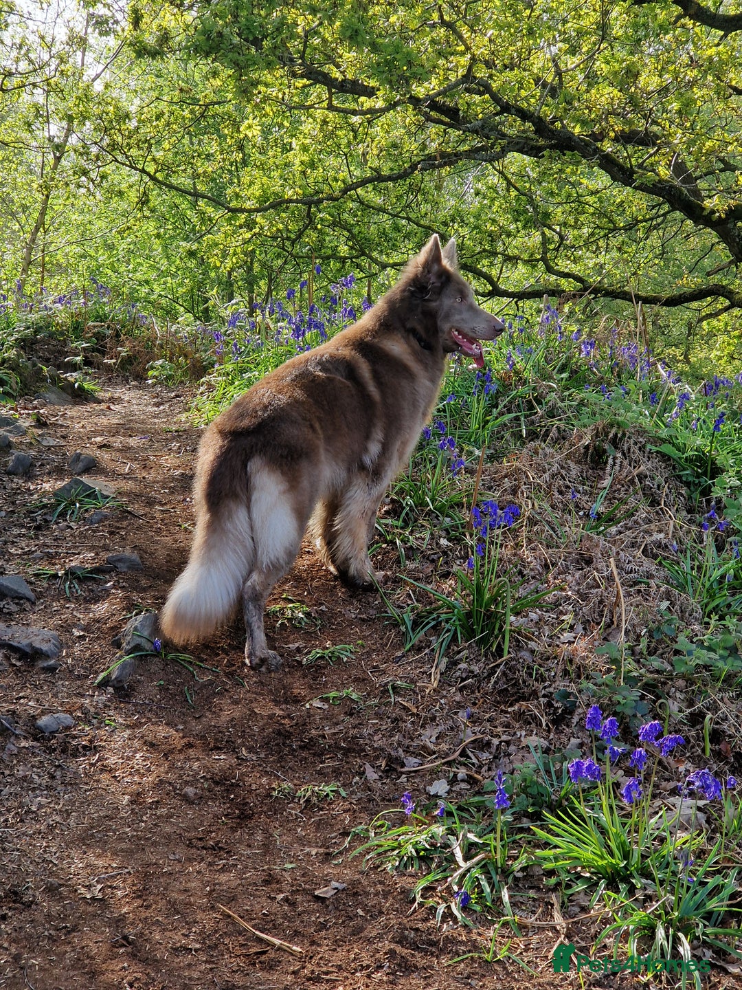 German Shepherd dogs for sale: KC REG GSD PUPPIES FULLY SCORED AND TESTED PARENTS - Image 2