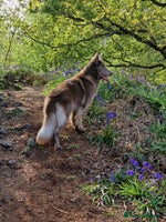 German Shepherd dogs - Advert 11