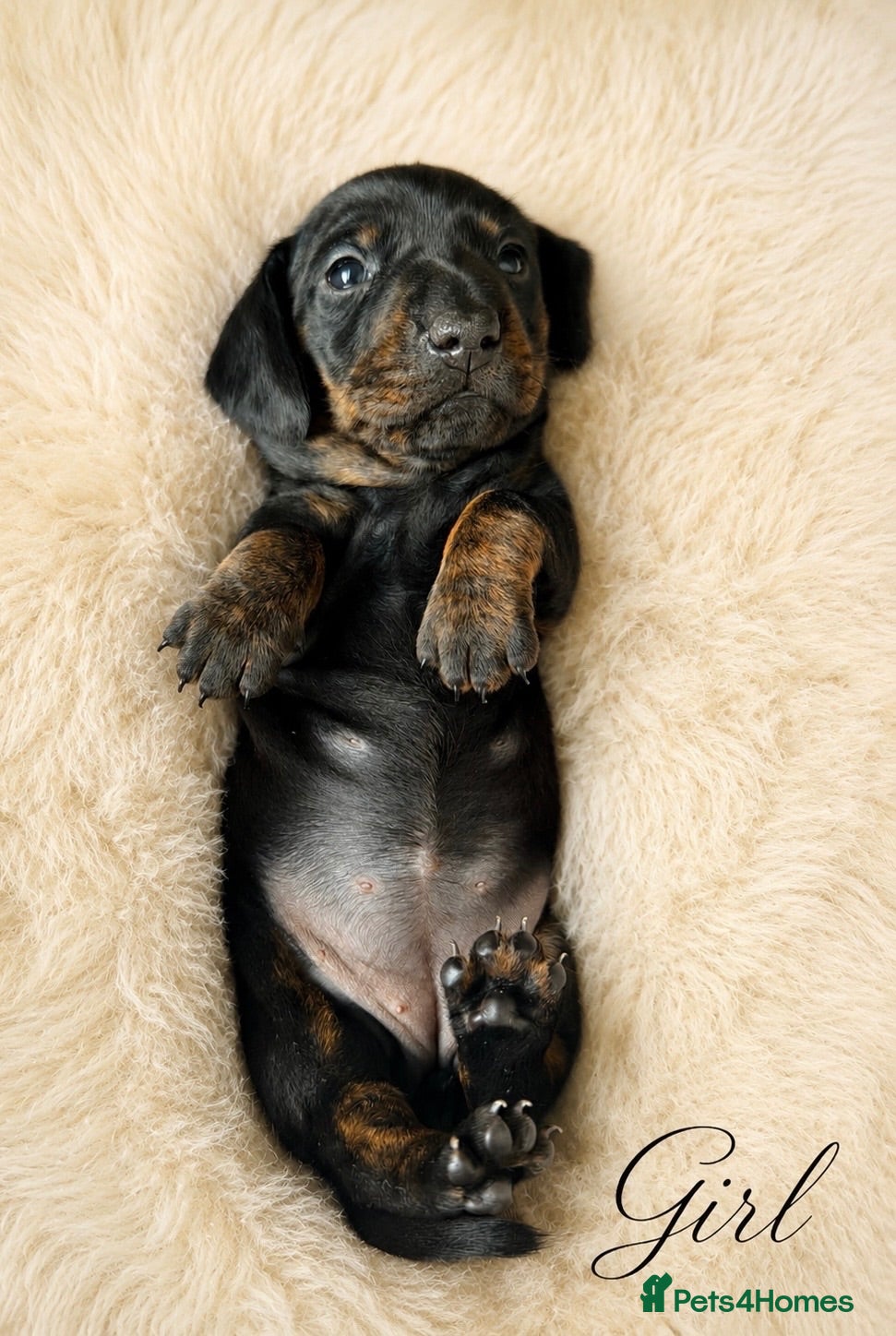 Miniature Dachshund dogs KC Brindle Miniature Dachshund -Champion Lines - Advert 1