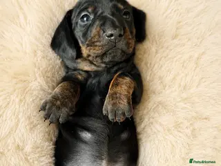 Miniature Dachshund dogs KC Brindle Miniature Dachshund -Champion Lines - Advert 1