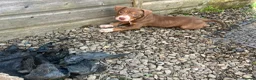 American Bully dogs for sale: American pocket bully  - Advert 21