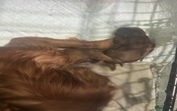 Cavapoo dogs for sale: Stunning Cavapoo boys  - Image 4