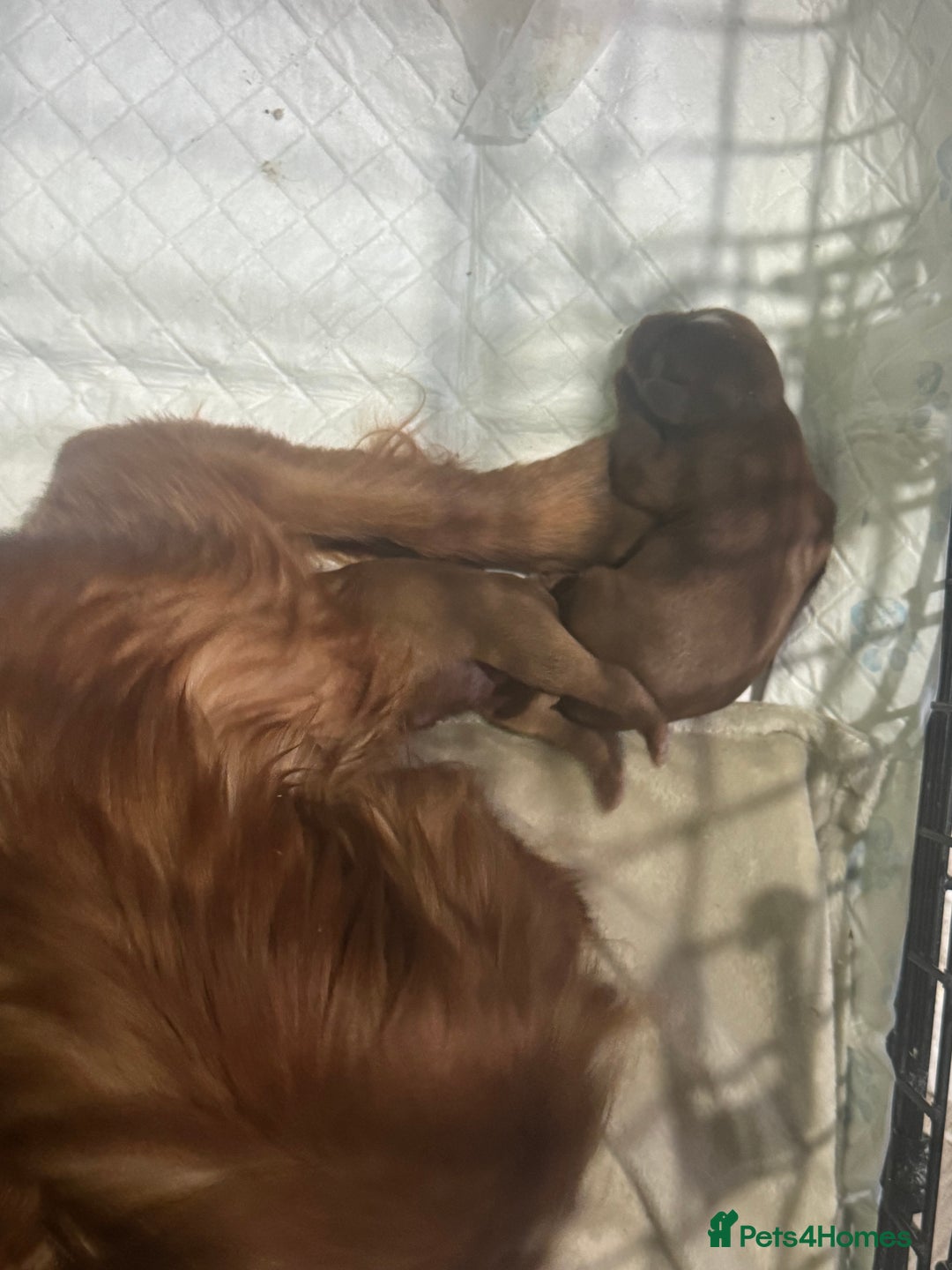 Cavapoo dogs for sale: Stunning Cavapoo boys  - Image 4