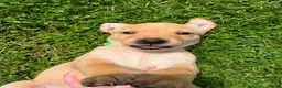Goldador dogs for sale: 11 Goldador puppies *Ready to leave now* - Advert 22
