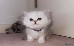 Persian cats for sale: Rare Persian Kittens🤍Only 1 Left - Image 16