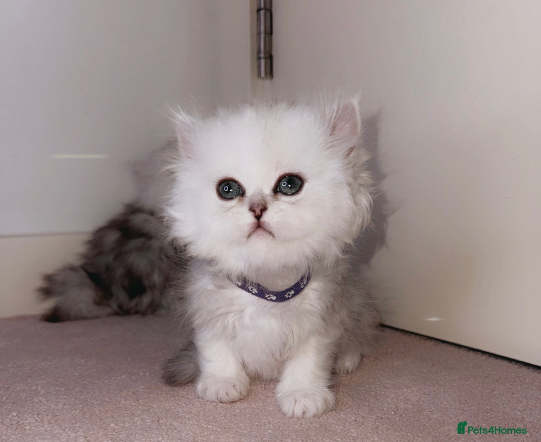 Persian cats for sale: Rare Persian Kittens🤍Only 1 Left - Image 16