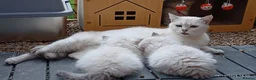 British Longhair cats for sale: Pure Long Shorthair British girls❤️ - Advert 8