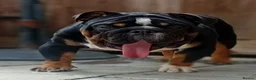English Bulldog dogs for stud: Uks home grown MINI English bulldog - Advert 3
