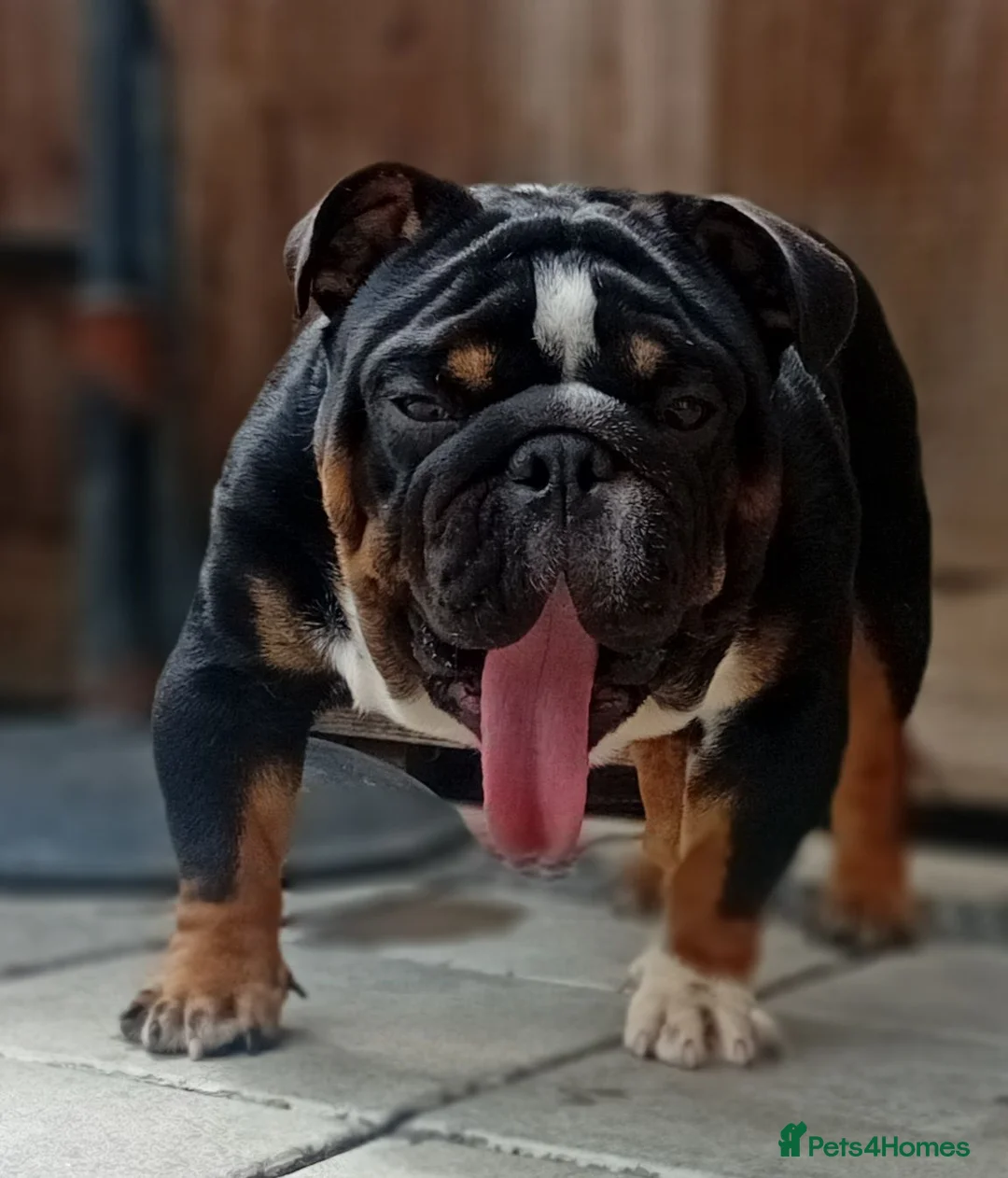 English Bulldog dogs for stud: Uks home grown MINI English bulldog - Advert 3