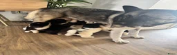 Akita dogs for sale: Beautiful Chunky American Akita Puppies - Advert 8