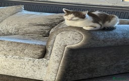 Domestic Shorthair cats for sale: Cats   - Image 3