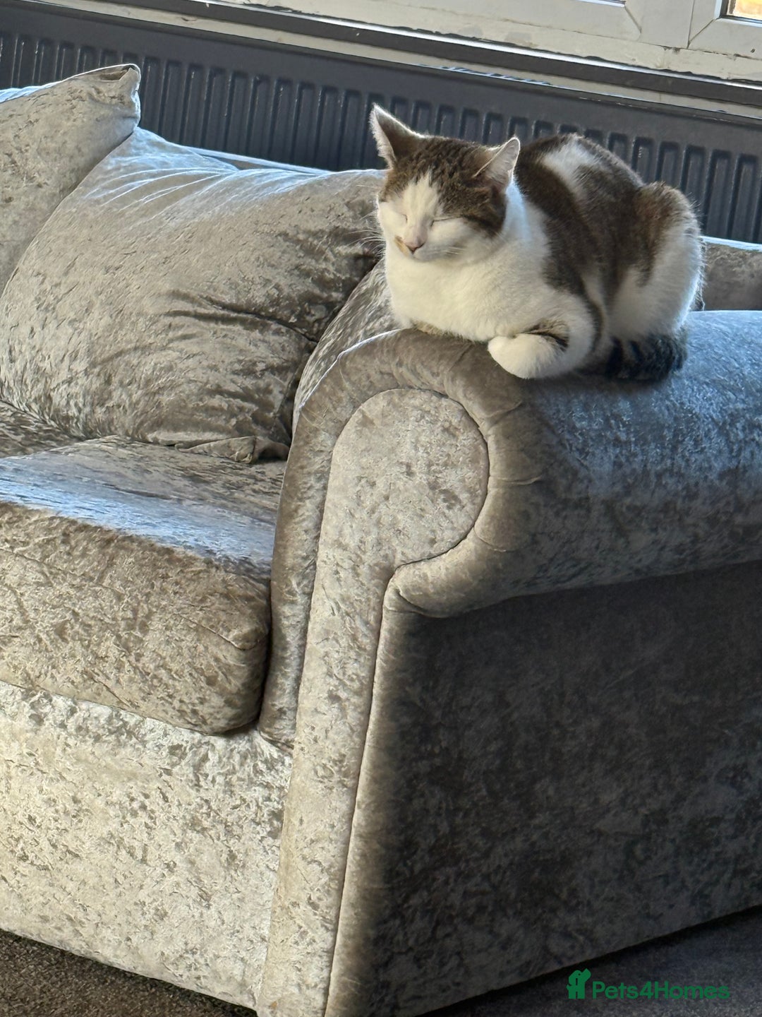 Domestic Shorthair cats for sale: Cats   - Image 3