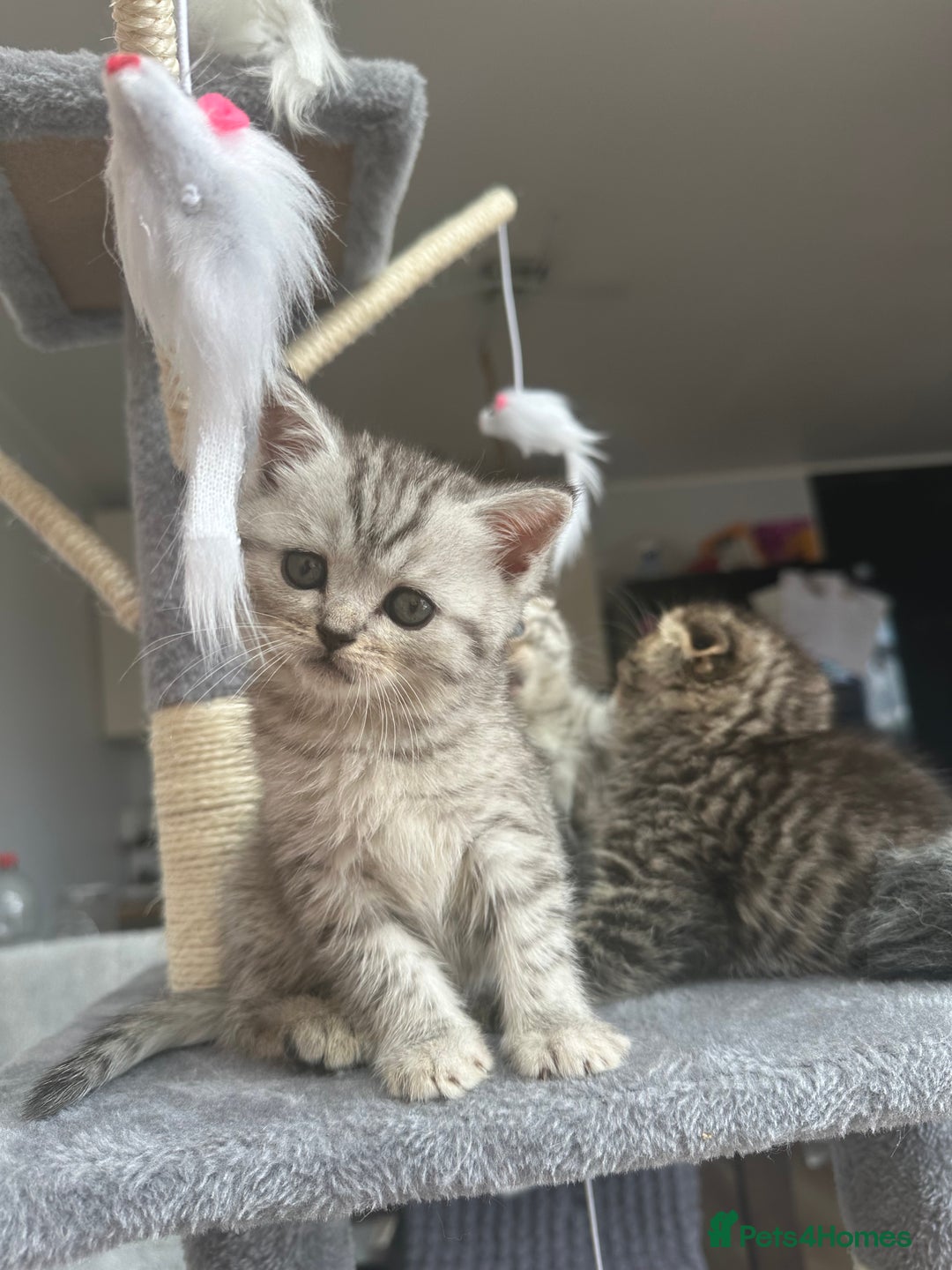 Scottish Fold cats for sale: !🆘🆘Scottish shorthair (silver chinchilla)❤️❤️❤️ - Image 9