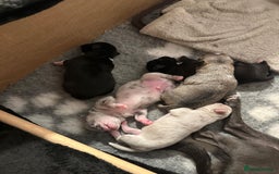 Chihuahua dogs for sale: 4 Stunning Male Apple Head Chihuahua Puppies - Image 6