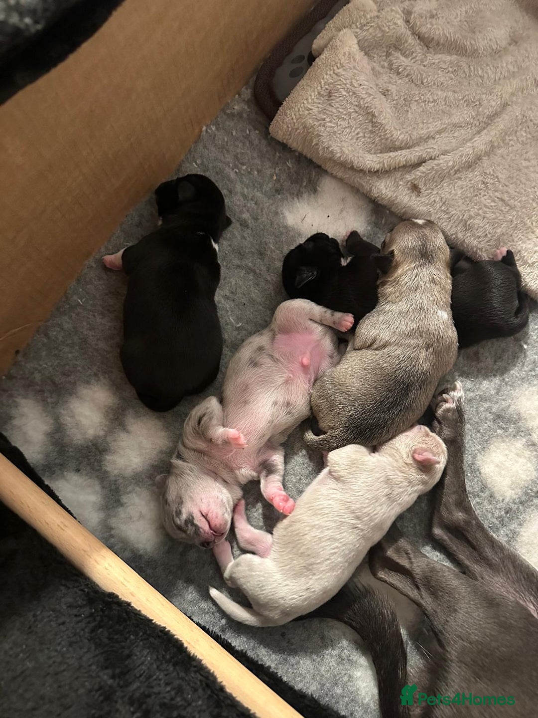 Chihuahua dogs for sale: 4 Stunning Male Apple Head Chihuahua Puppies - Image 6