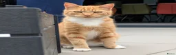 Mixed Breed cats for sale: Need Sale ASAP 3 Kittens & 2 Cats Available  in Gloucester - Advert 26