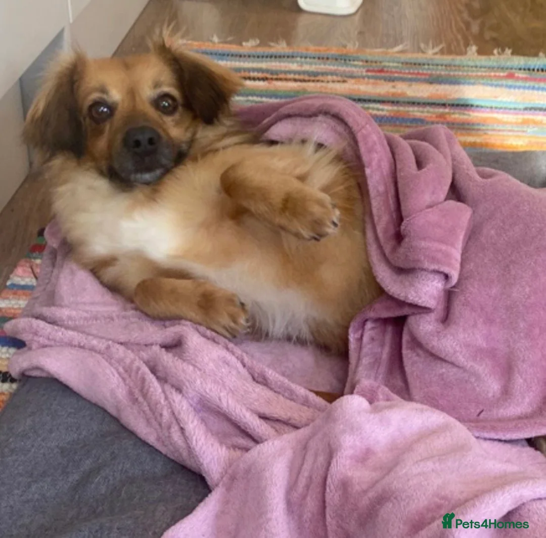 Mixed Breed dogs for adoption: Little Amber is waiting patiently for her new home - Advert 2