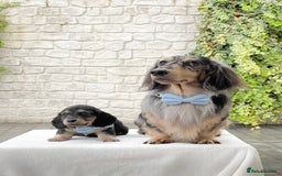 Miniature Dachshund dogs for sale: ready this weekend Minature Longhaired Dachshunds - Image 3