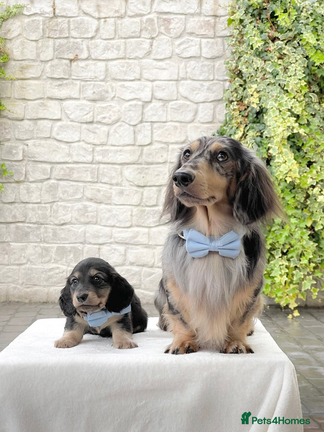 Miniature Dachshund dogs for sale: ready this weekend Minature Longhaired Dachshunds - Image 3