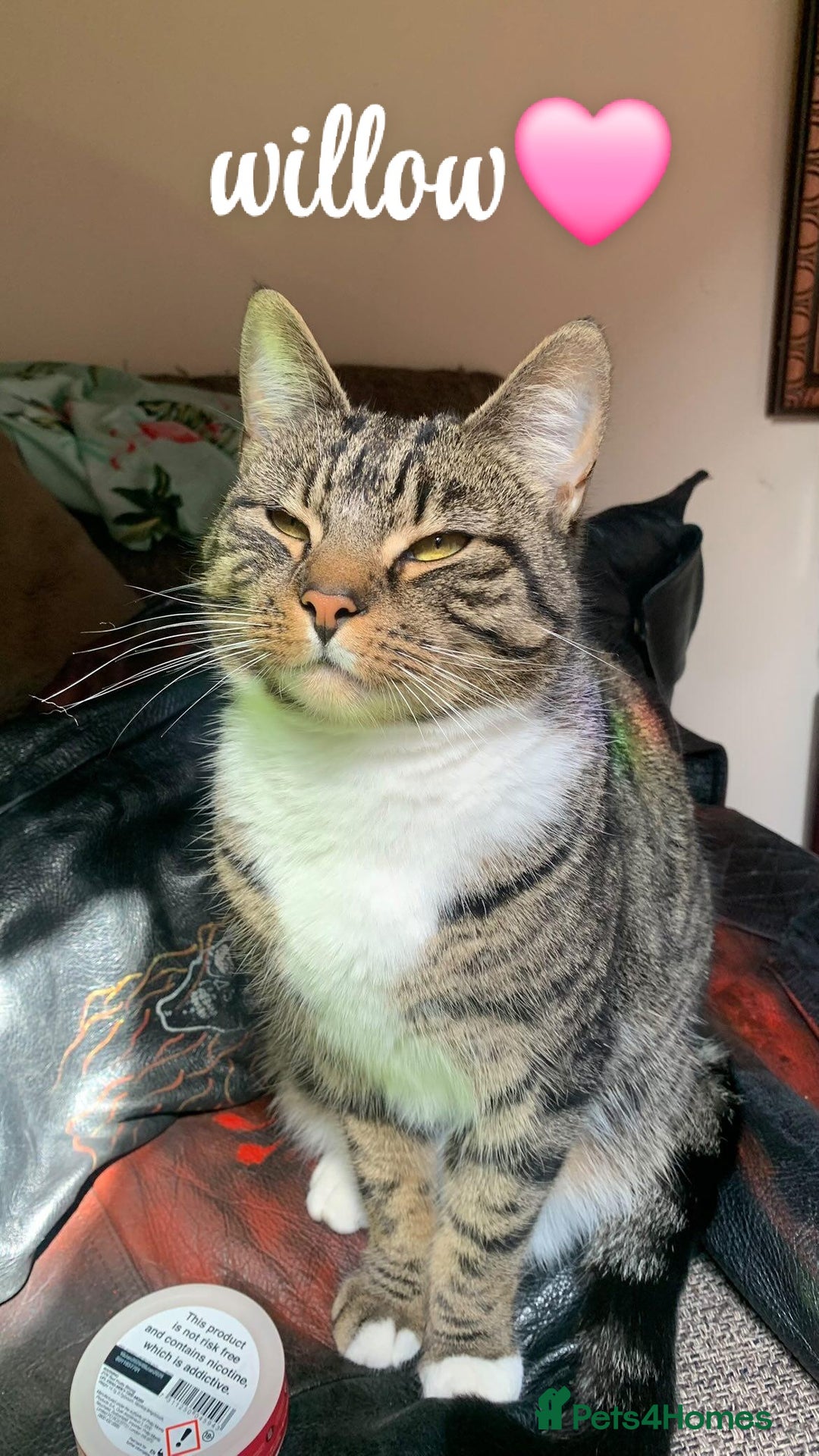 American Shorthair cats for sale: £0 Lovable cats for adoption to go in pairs - Image 6