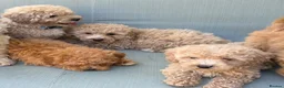 Mixed Breed dogs for sale: Rare Stunning Toy Cavapooshon Family Bred Puppies in Maidstone - Advert 35
