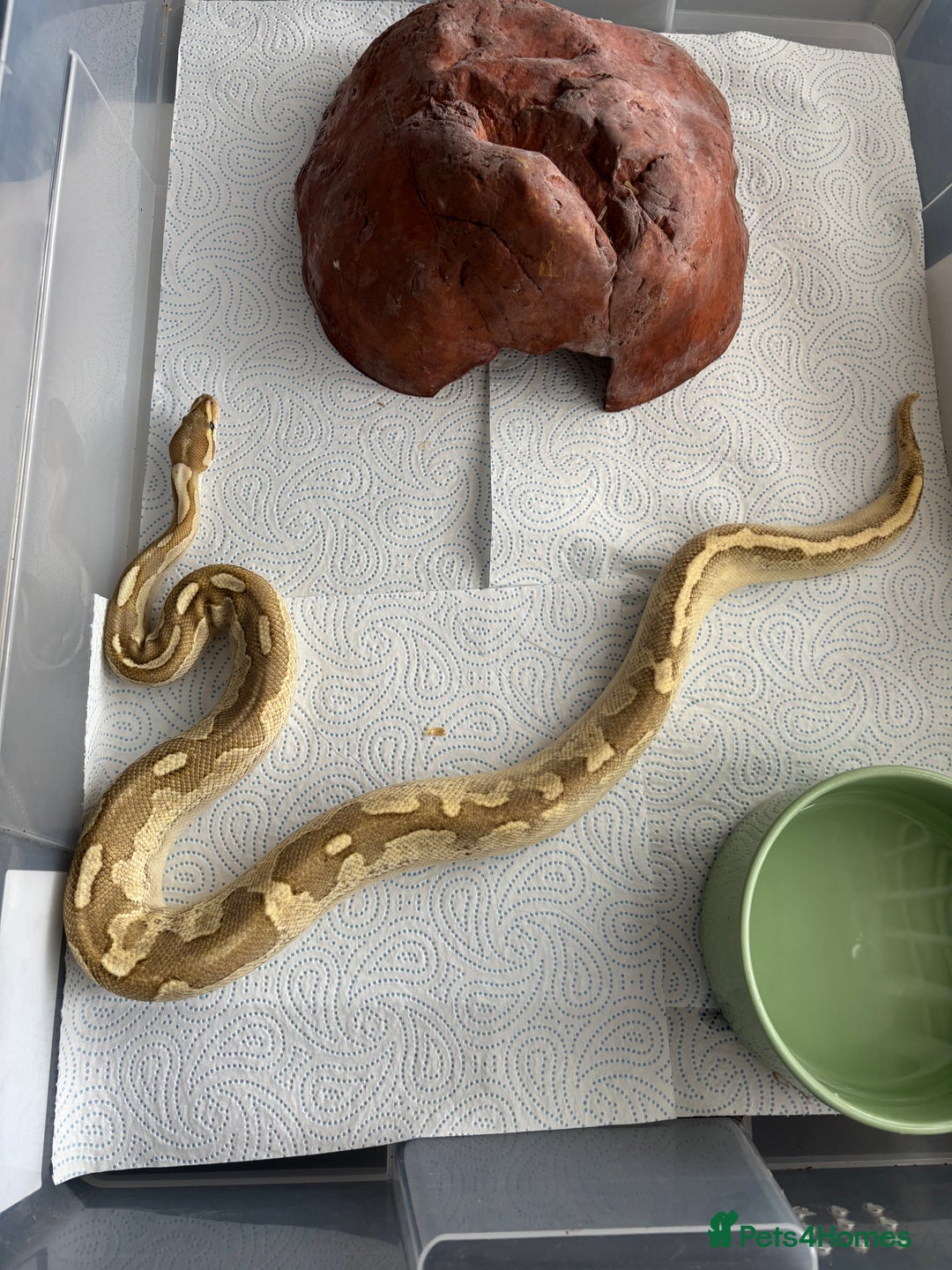 Python Snake reptiles for sale: 7 BALL PYTHONS AND STACK - Image 4