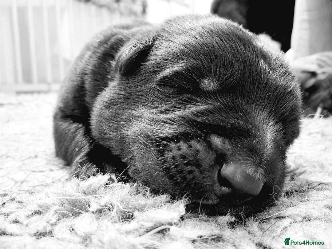 German Shepherd dogs for sale: Ready now fully vaccinated german shepherd puppies - Advert 5