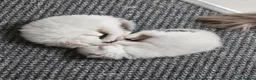 Ragdoll cats for sale: Pure Ragdoll Kittens Ready For Forever Homes in Ilford - Advert 2