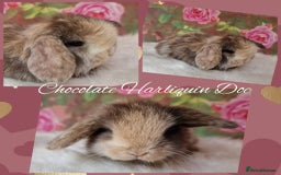 Mini Lop rabbits for sale: Pure Mini lops ready now - Image 3