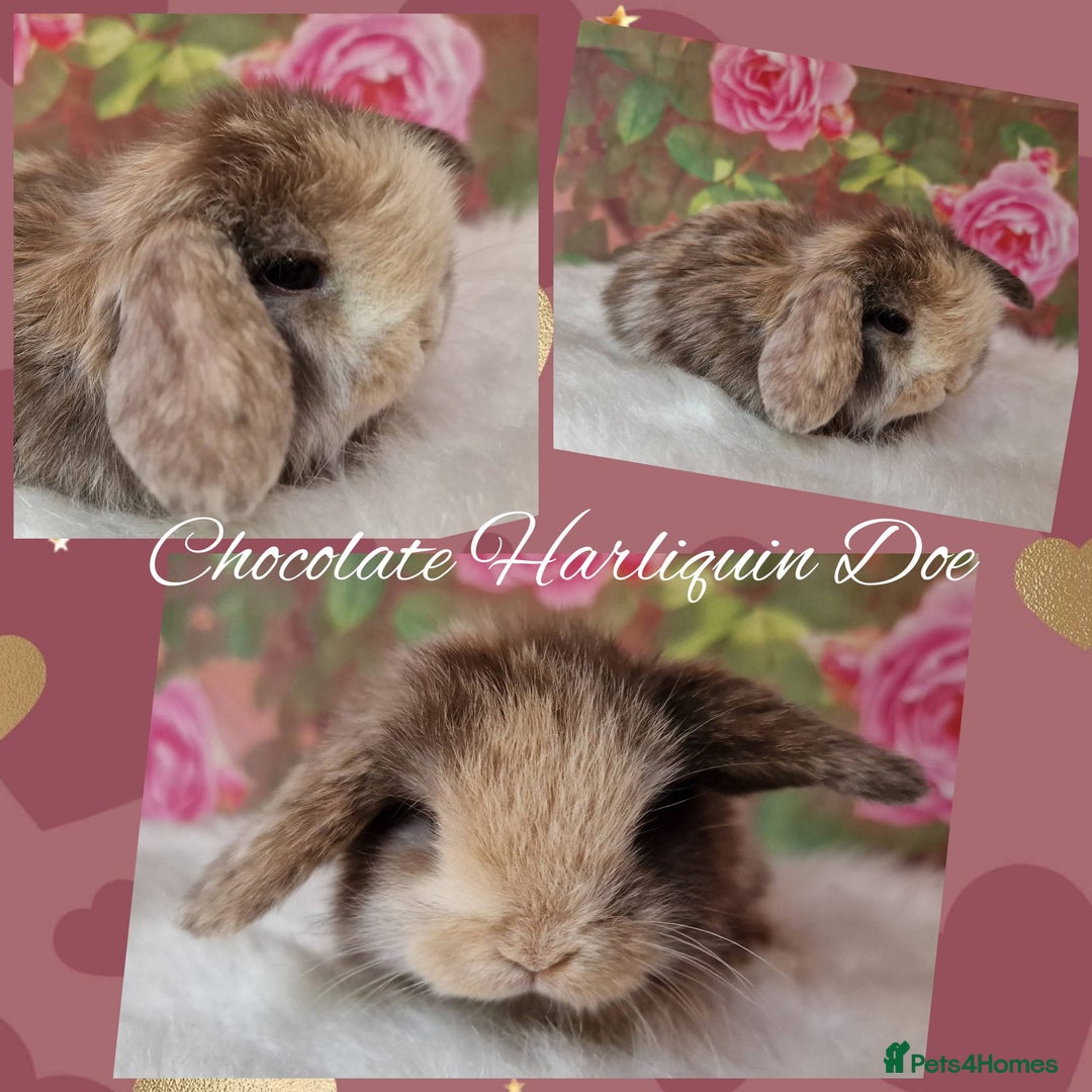 Mini Lop rabbits for sale: Pure Mini lops ready now - Image 3
