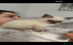 Ragdoll cats for sale: Stunning chocolate seal ragdoll girl - Advert 1