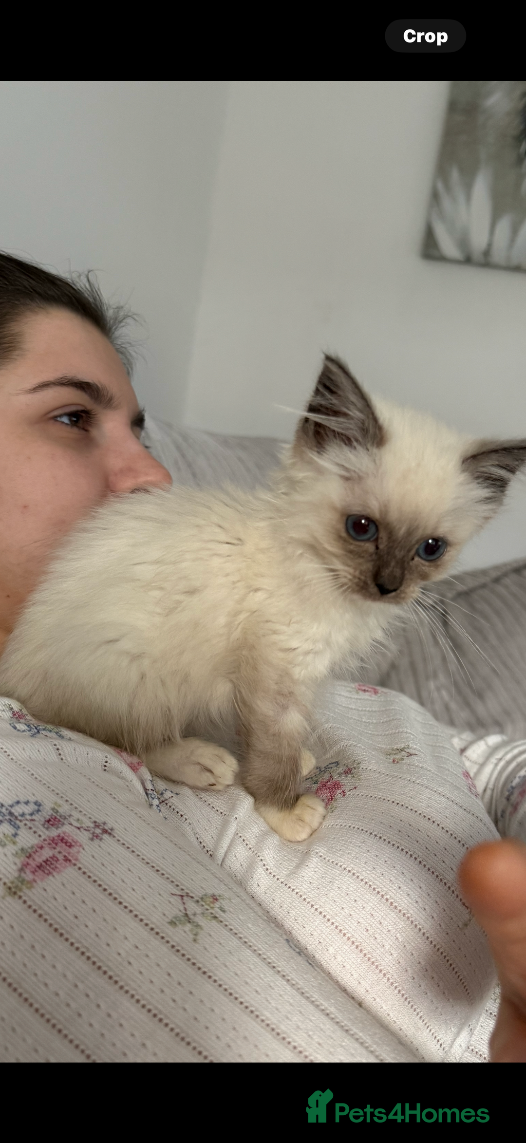 Ragdoll cats for sale: Stunning chocolate seal ragdoll girl - Advert 1