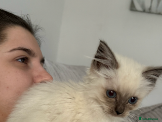 Ragdoll cats for sale: Stunning chocolate seal ragdoll girl - Advert 1